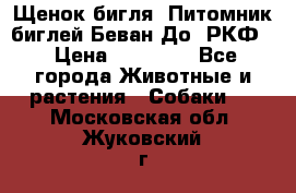 Щенок бигля. Питомник биглей Беван-До (РКФ) › Цена ­ 20 000 - Все города Животные и растения » Собаки   . Московская обл.,Жуковский г.